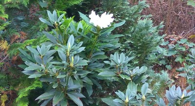 Weisse Blüte